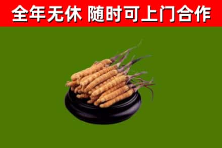 彰化烟酒回收冬虫夏草.jpg